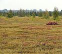 peatland methane on local field